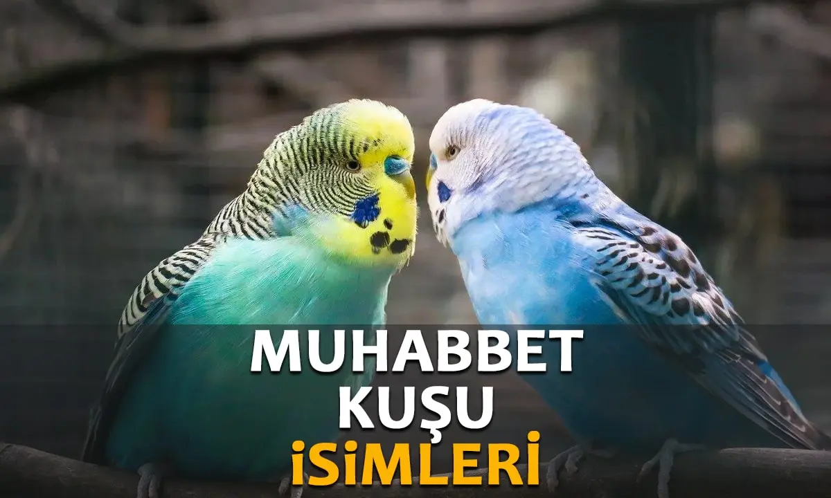 Muhabbet Kuşu isimleri