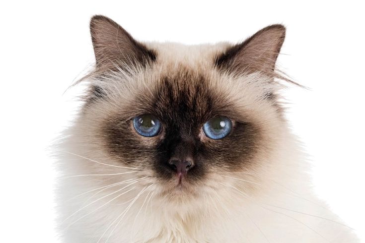 Birman Kedisi