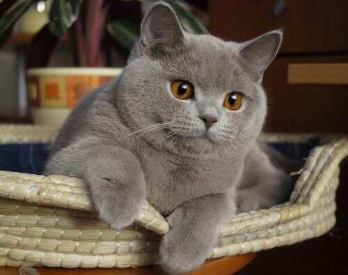 British Shorthair
