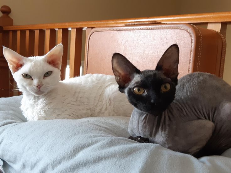 Devon Rex