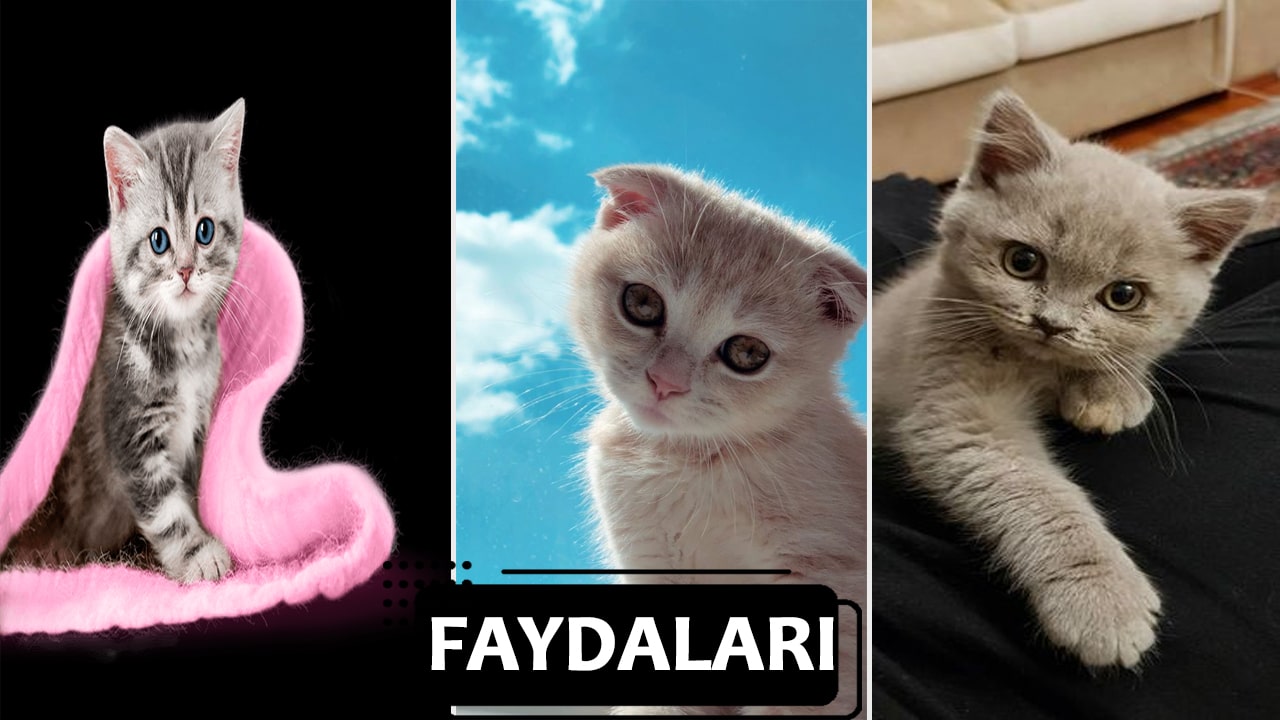 Evde Kedi Beslemenin Faydaları