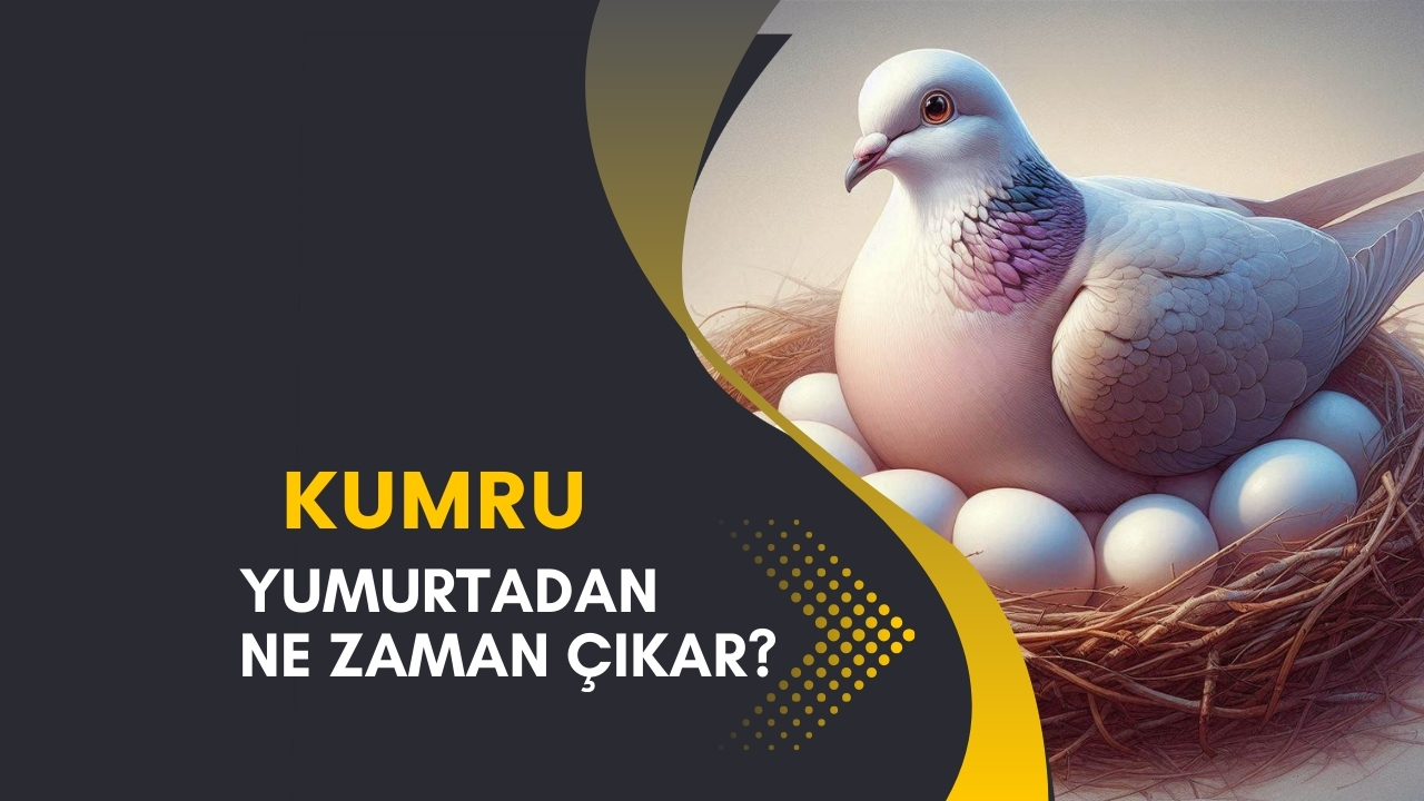 Kumru Yumurtası Kaç Günde Çıkar
