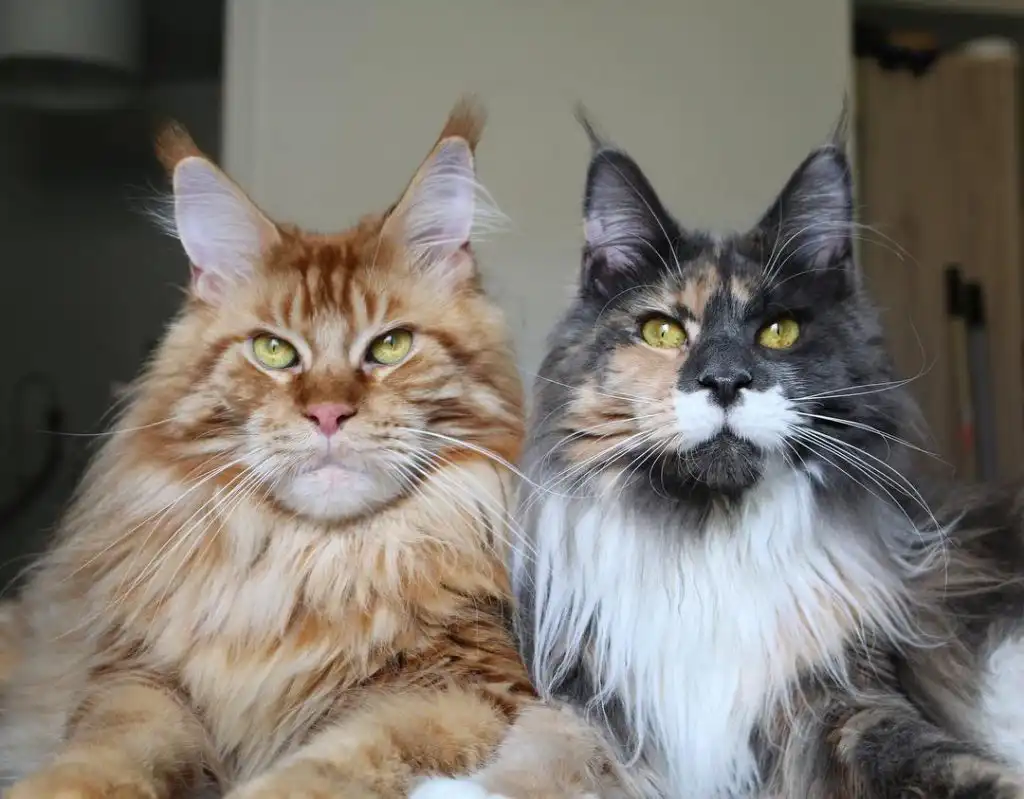 Maine Coon Kedi Cinsi