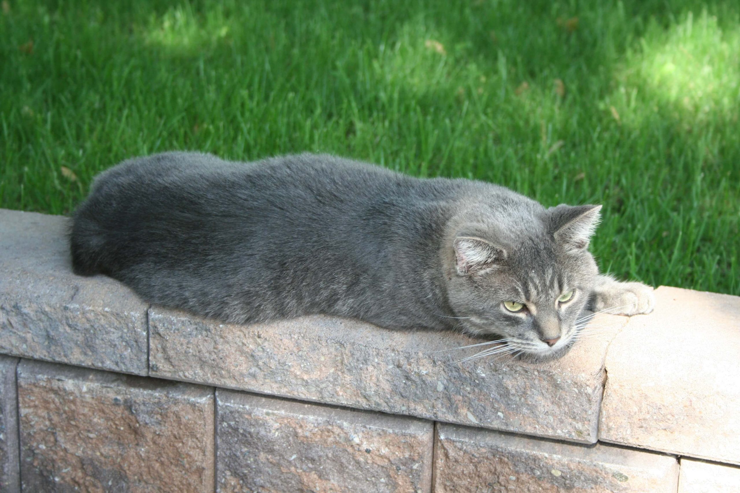 Manx Kedi