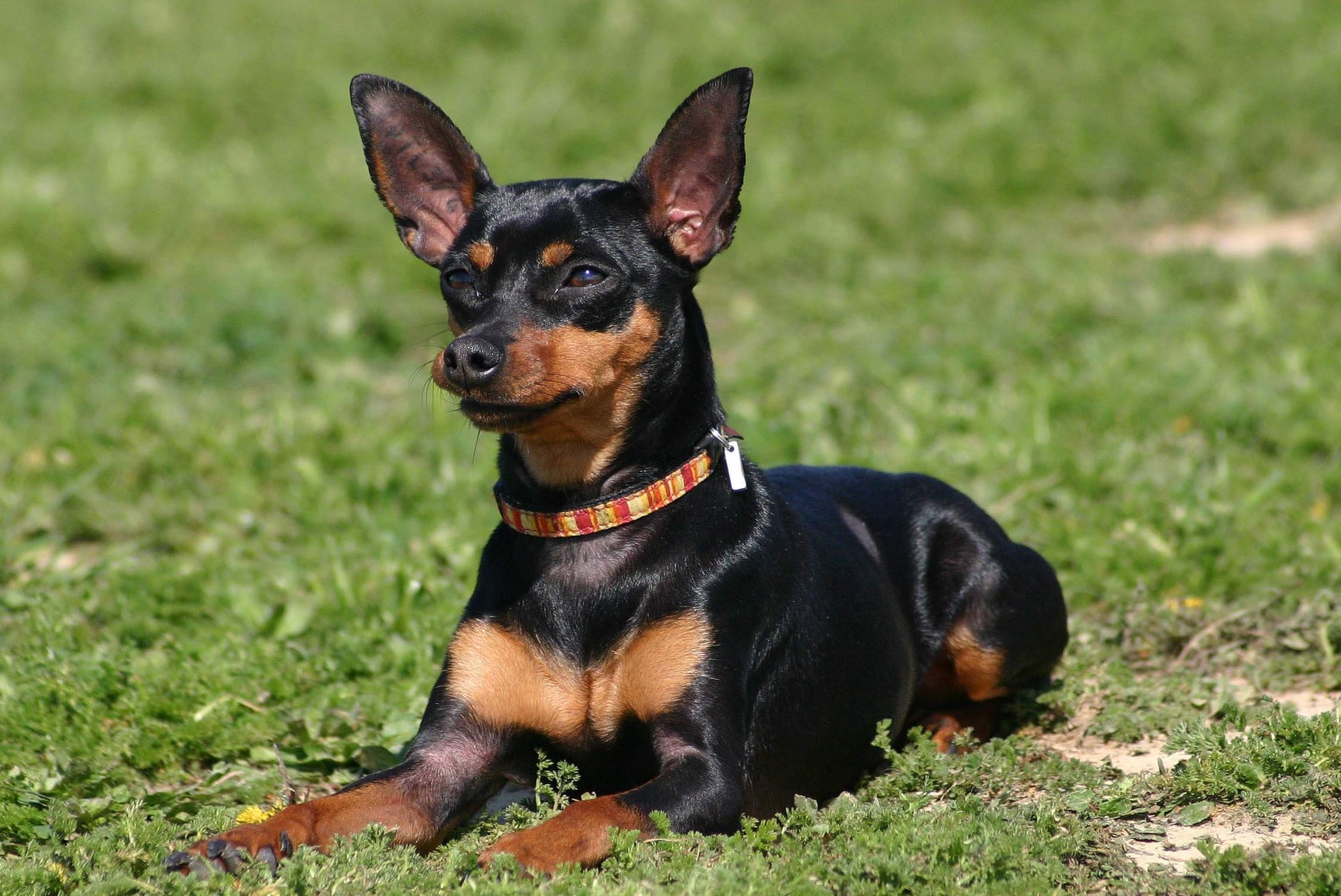 Minyatür Pinscher