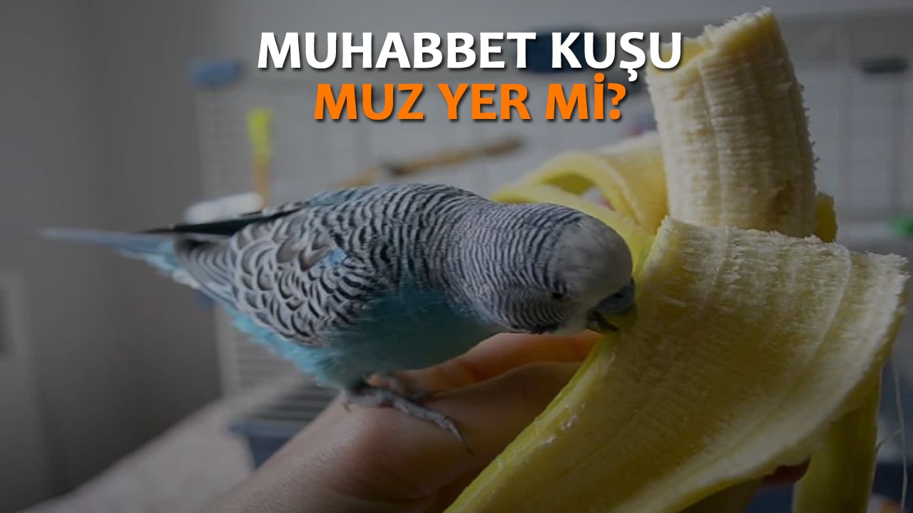 Muhabbet kuşları muz yer mi.jpg