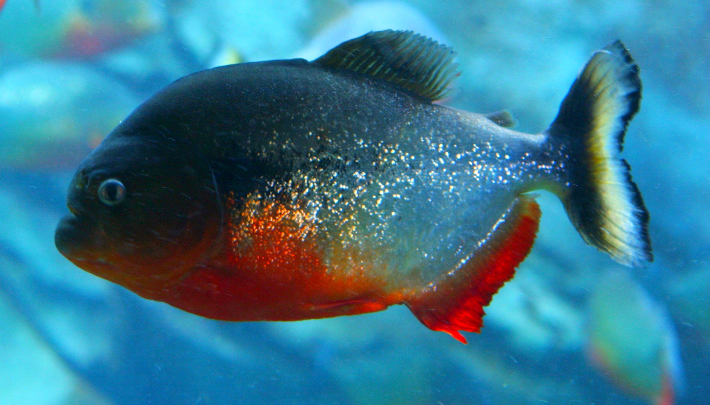 Pirana