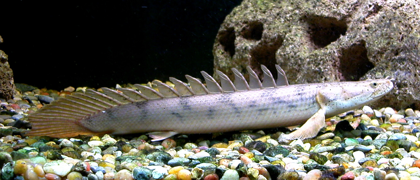 Polypterus