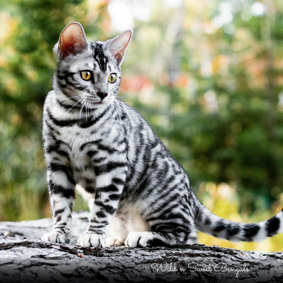 bengal Kedisi