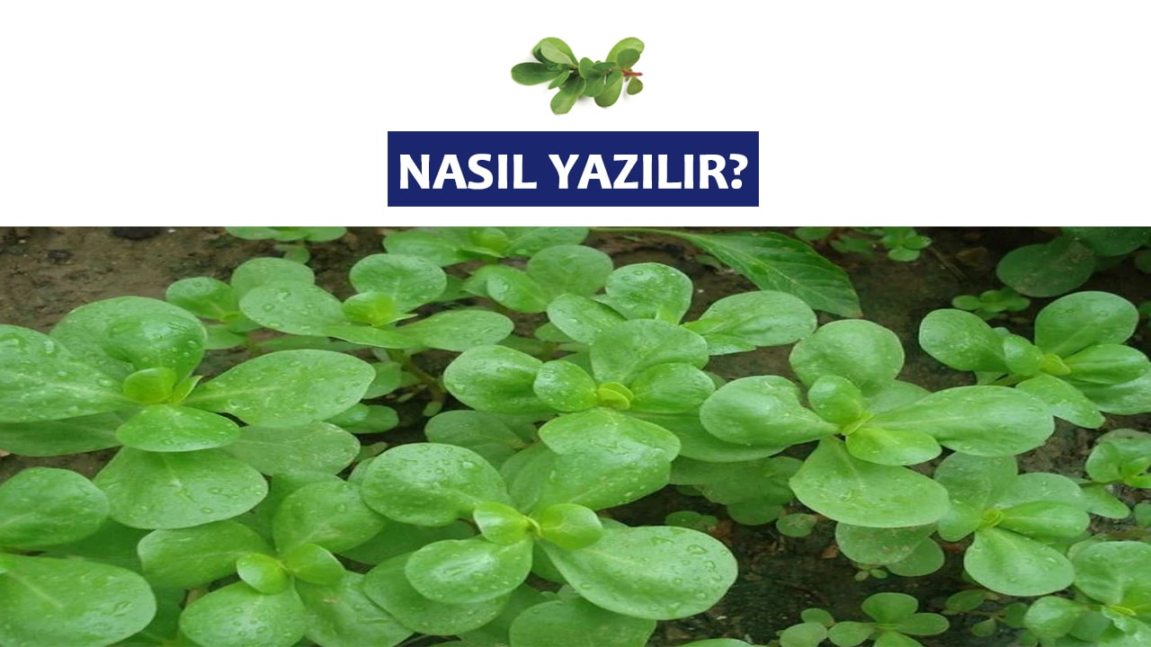 semizotu nasıl yazılır